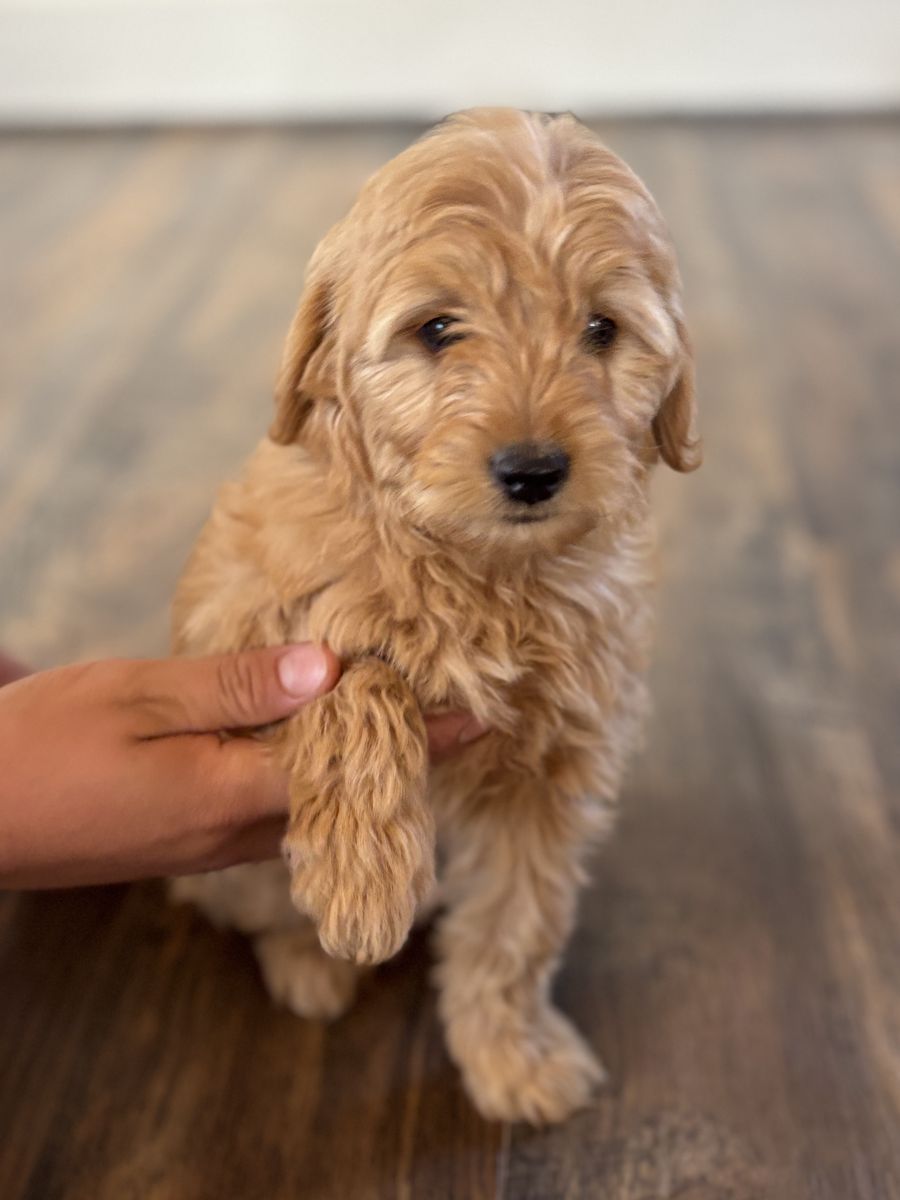 Mini Goldendoodle Puppies – Ready Now | Family-Raised | Low-Shedding | Heber Valley, UT