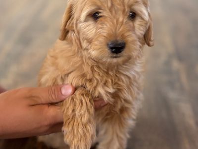 Mini Goldendoodle Puppies – Ready Now | Family-Raised | Low-Shedding | Heber Valley, UT