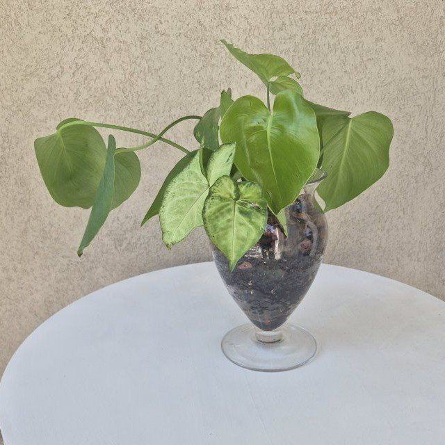Lush Green Potted Plant in Elegant Glass Vase - Perfect for Home Decor