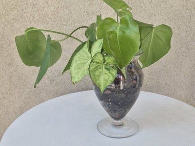 Lush Green Potted Plant in Elegant Glass Vase - Perfect for Home Decor