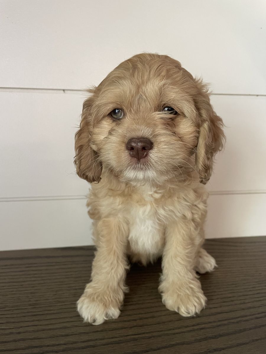 Cockapoo
