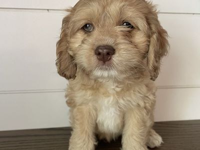 Cockapoo