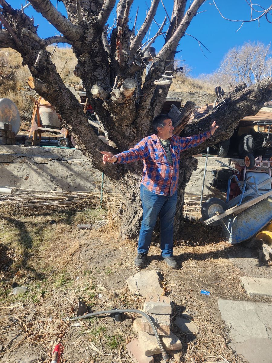 DEAD AMERICAN CHERRY TREE FOR SALE