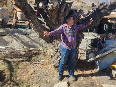 DEAD AMERICAN CHERRY TREE FOR SALE