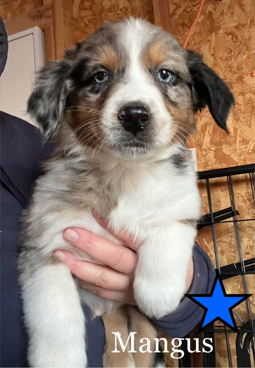 Australian Shepherd / Border Collie Puppies