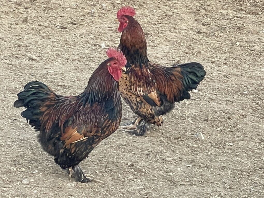 Brahma Bannie Roosters