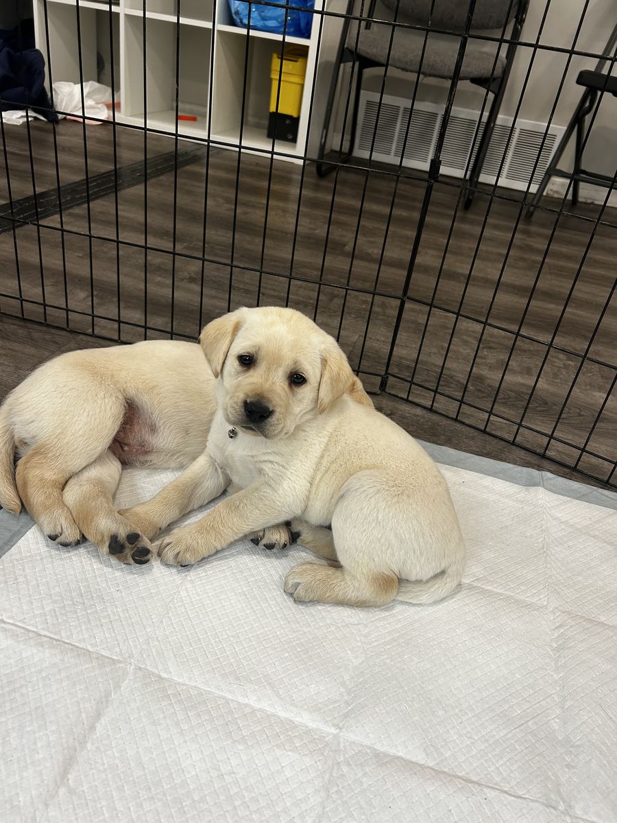 PUPPIES!!! AKC registered purebred lab pups