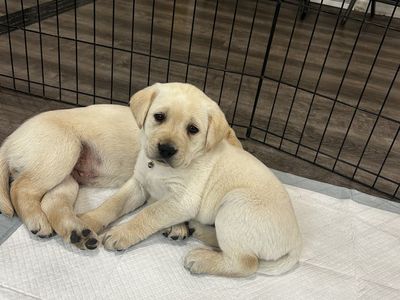 PUPPIES!!! AKC registered purebred lab pups
