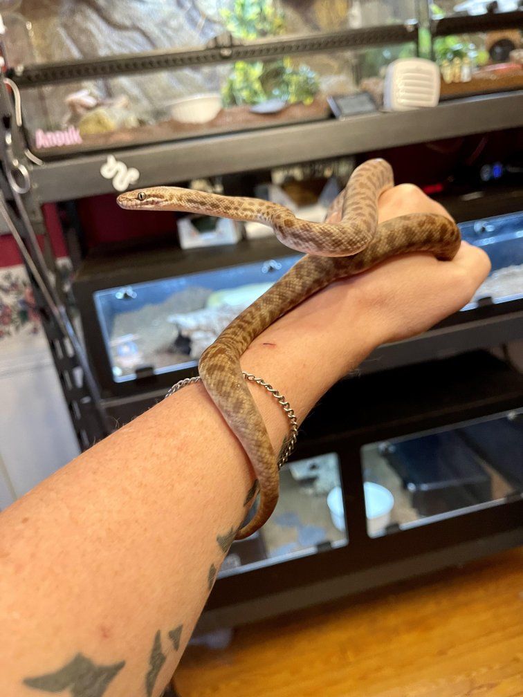ISO: Children's python