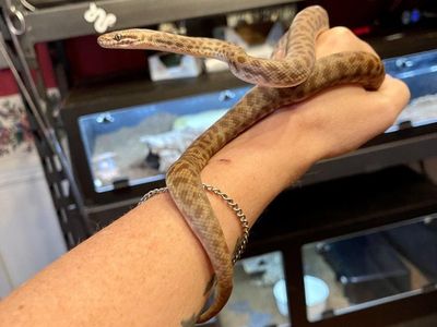 ISO: Children's python