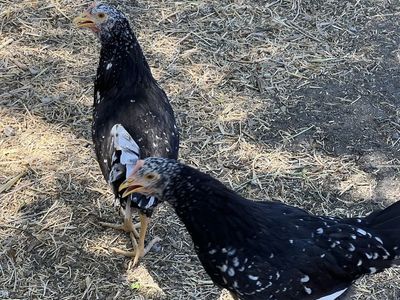 Young Hens