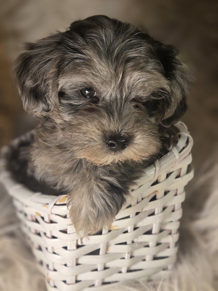 yorkiepoo puppies
