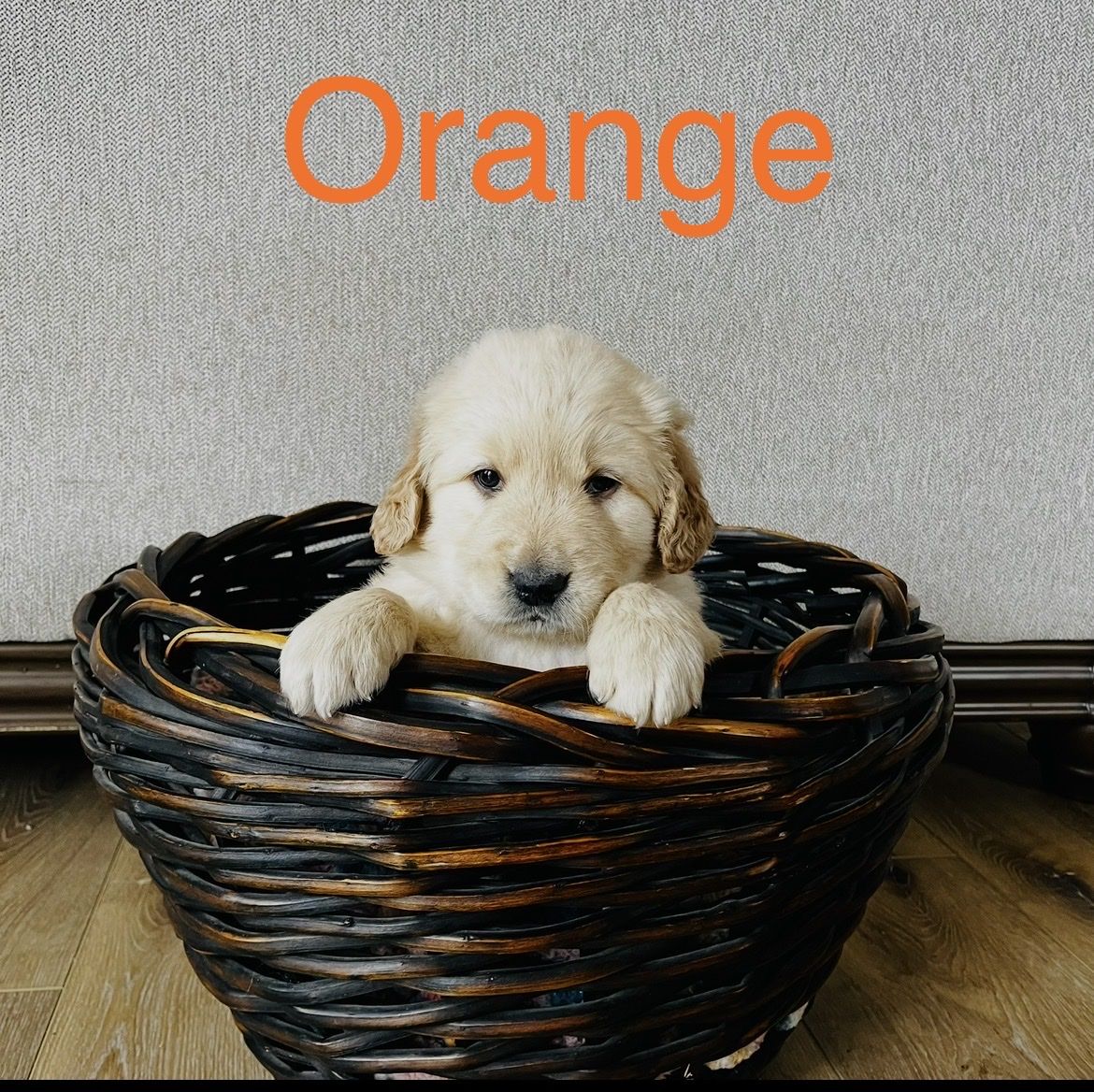 AKC Golden Retriever puppies $1200