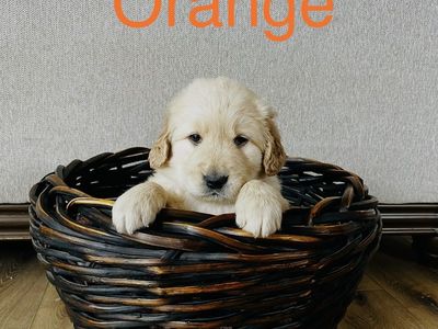 AKC Golden Retriever puppies $1200