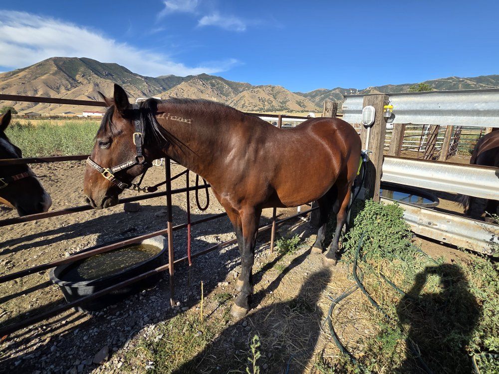 2009 mustang gelding