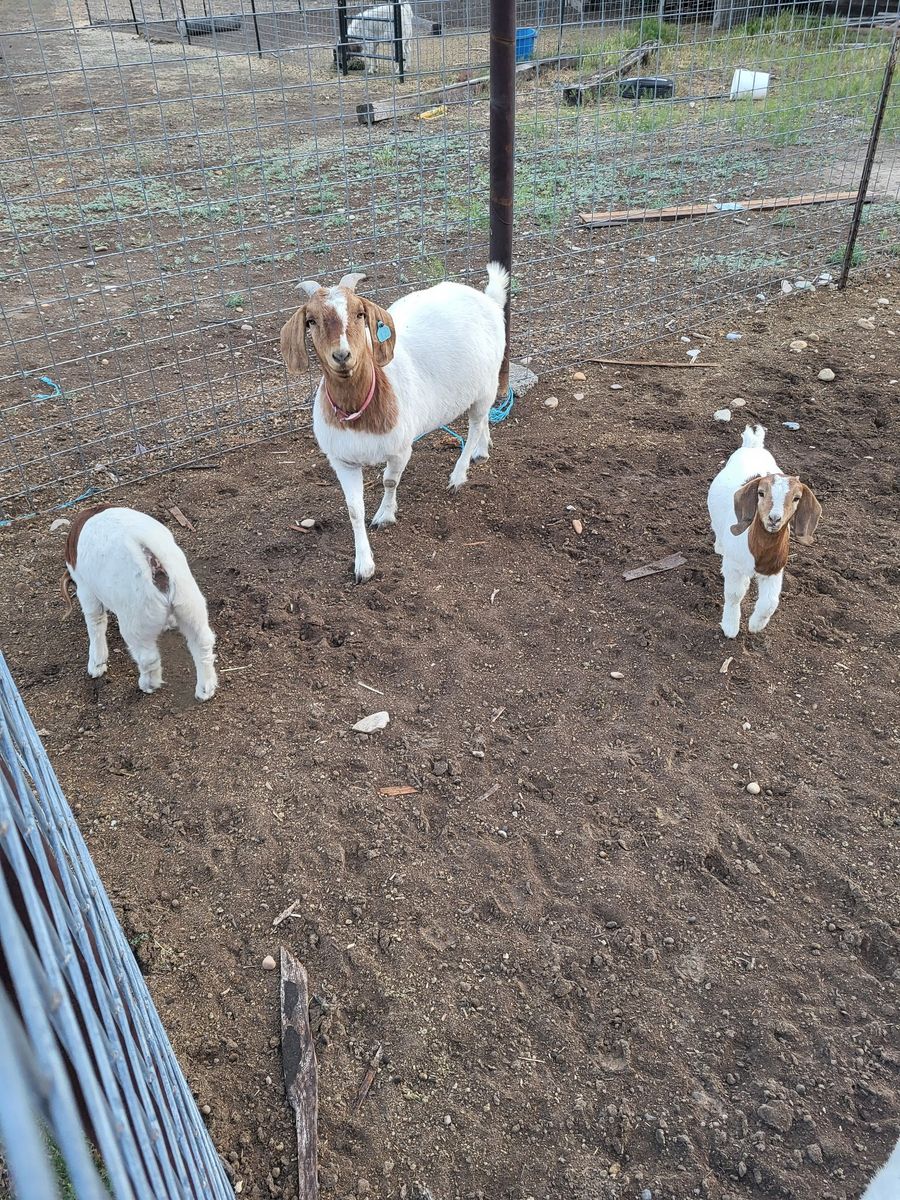 Pure bred Boer Goats