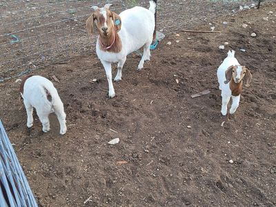 Pure bred Boer Goats