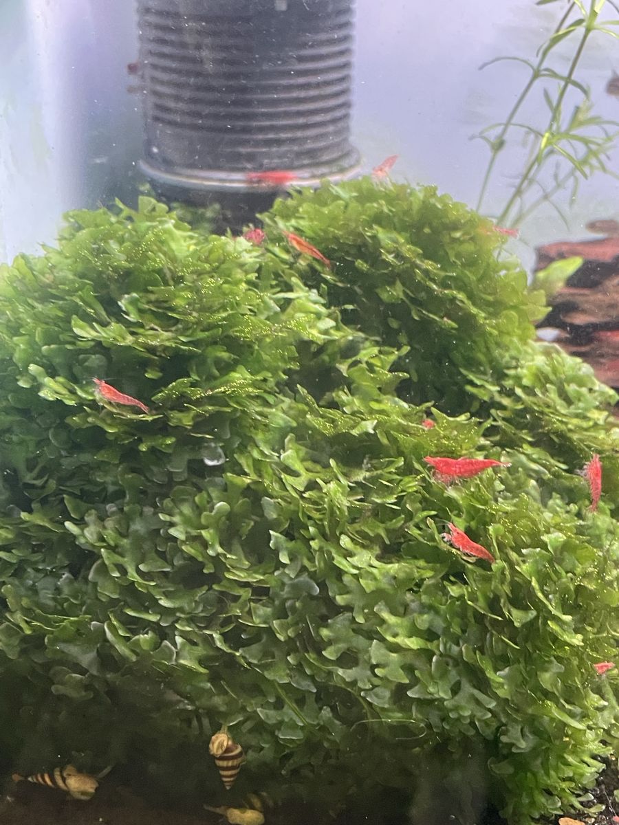 Subwassertang