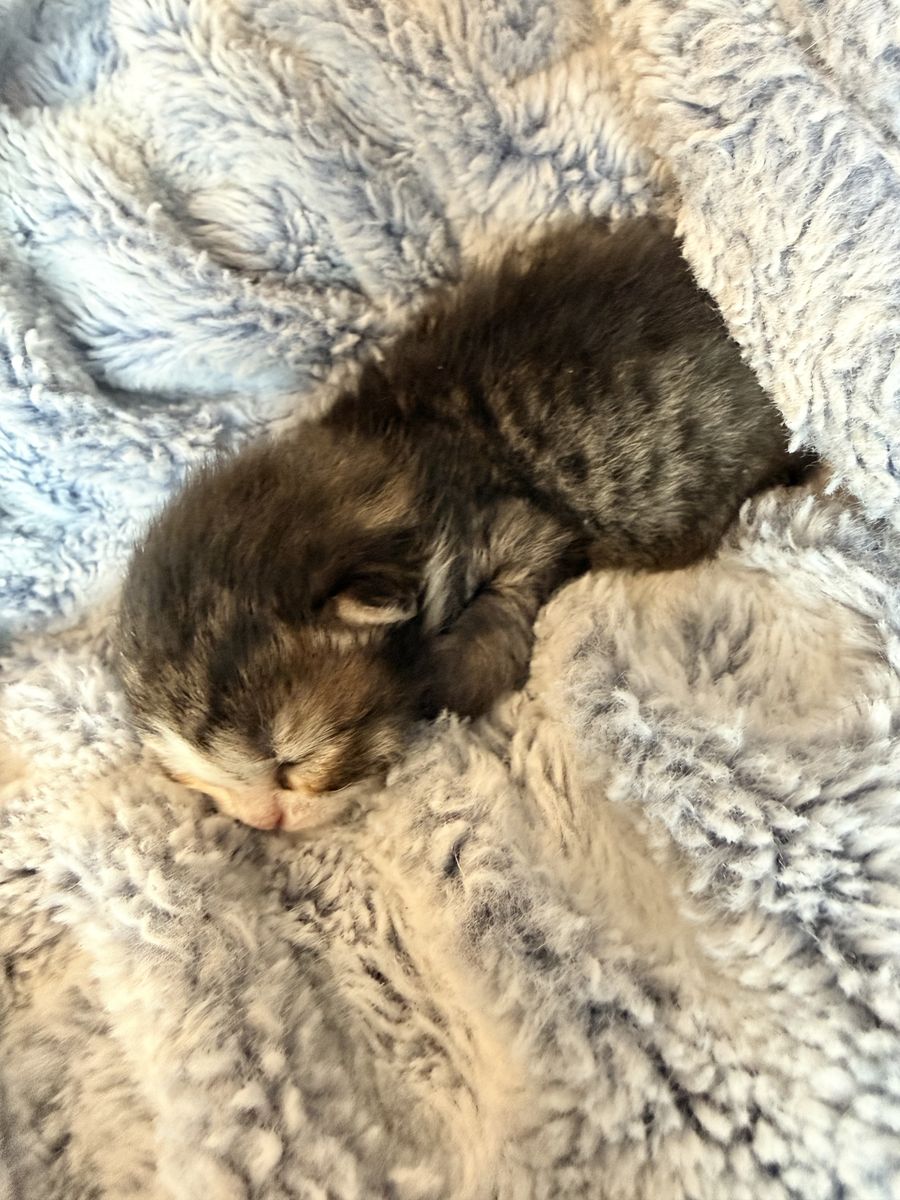 Siberian kittens Pedigreed/from champion lines