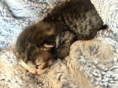 Siberian kittens Pedigreed/from champion lines