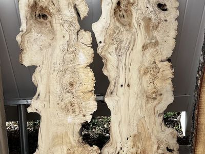 Maple Burl Slabs