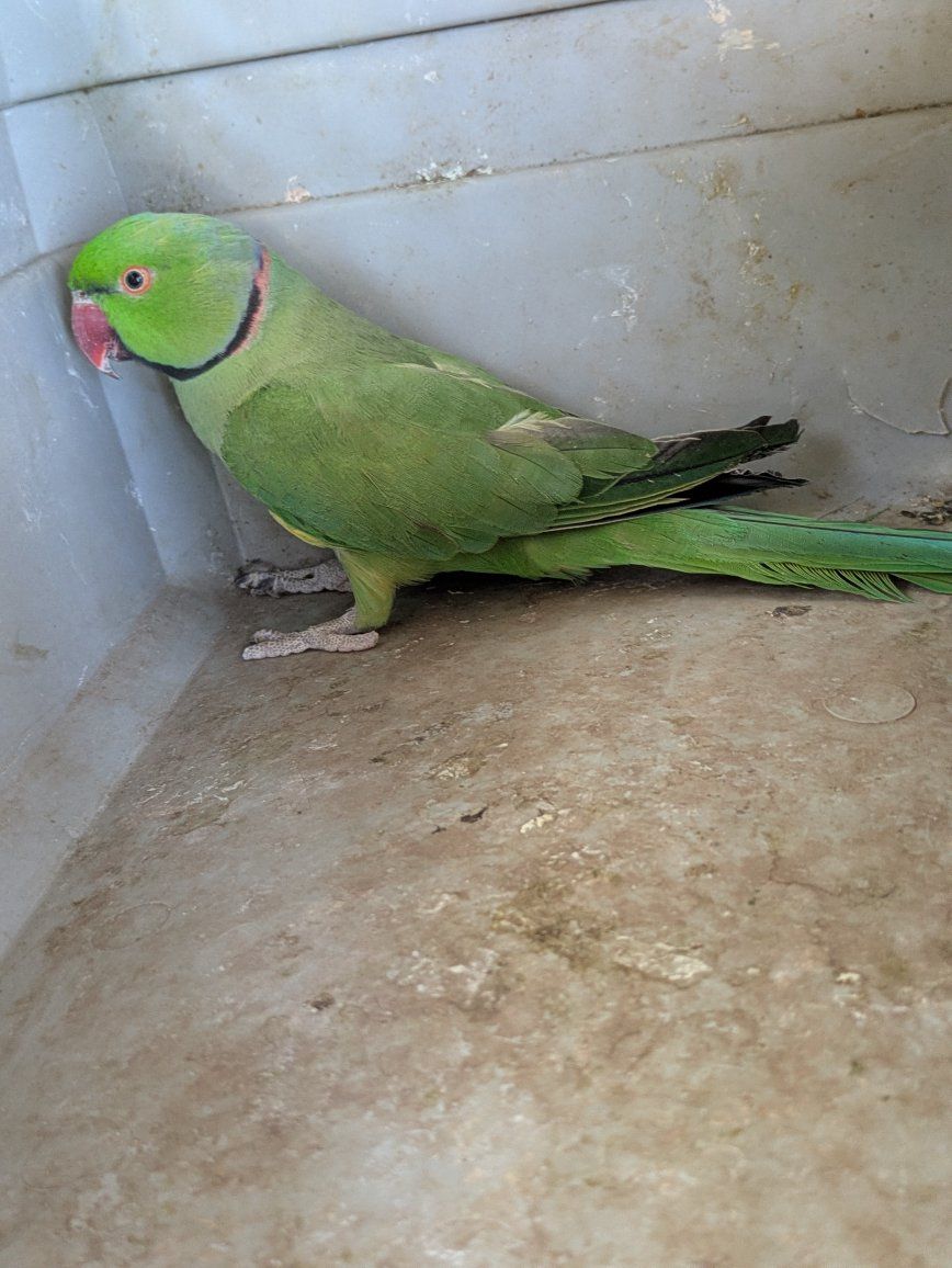 Indian ring neck for sale $375 
by