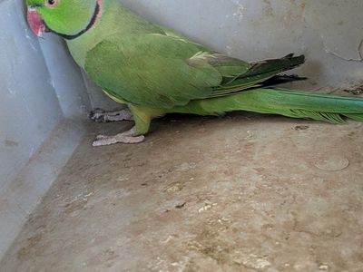 Indian ring neck for sale $375
by