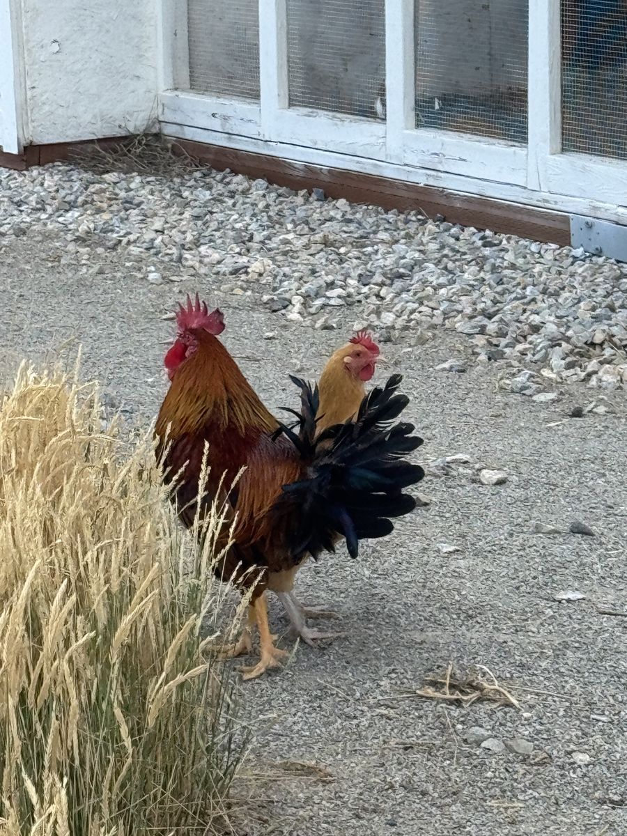 Free Rooster