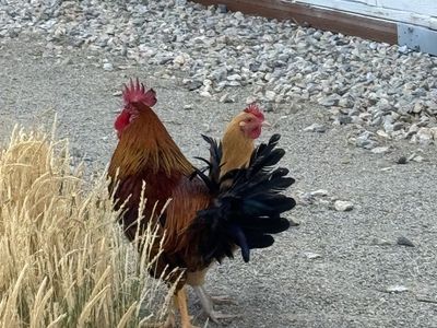 Free Rooster