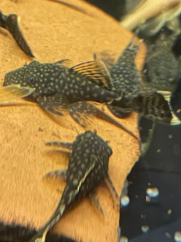 Bushy-Nose Plecos