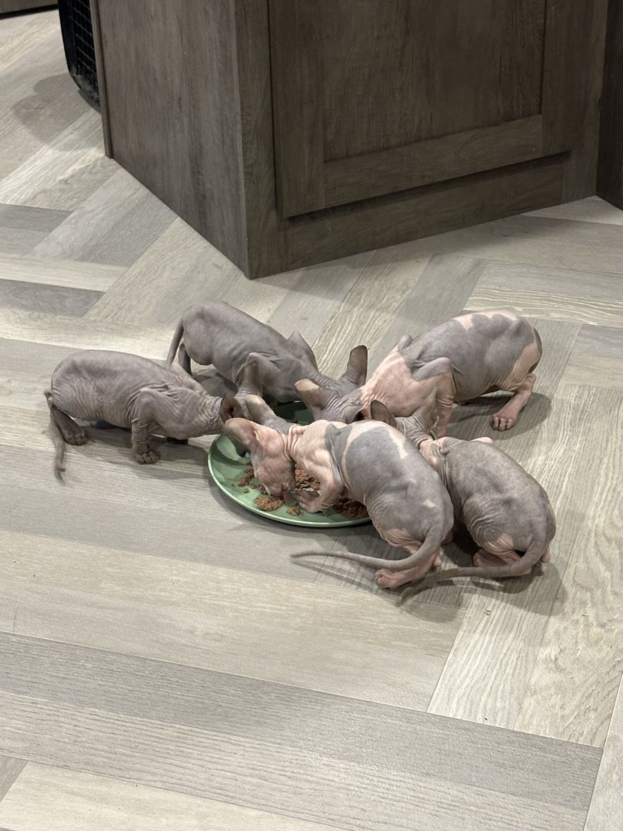 Sphynx Kittens Ready Now!