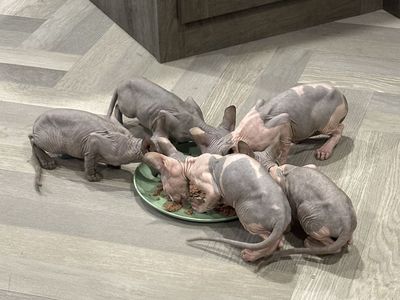 Sphynx Kittens Ready Now!