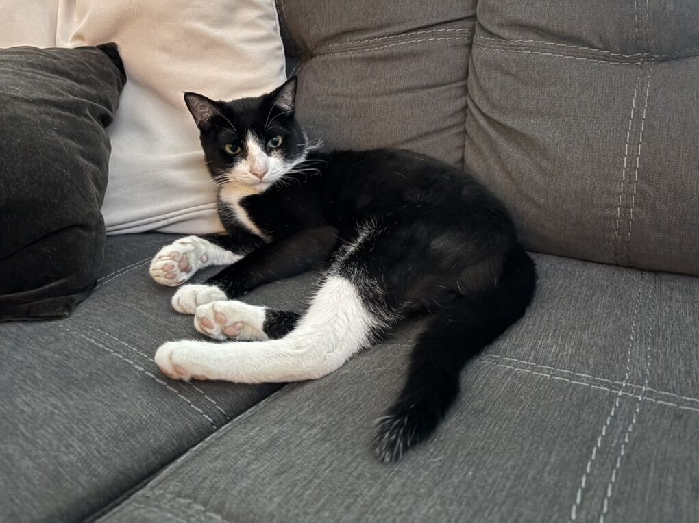 2 y/o Neutred Male Cat