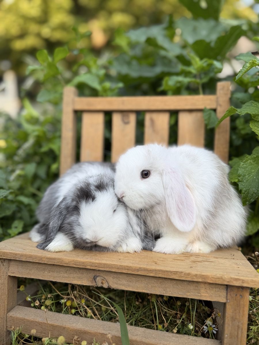 Baby Holland Lop Bunnies 7-8 weeks old