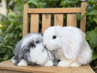 Baby Holland Lop Bunnies 7-8 weeks old