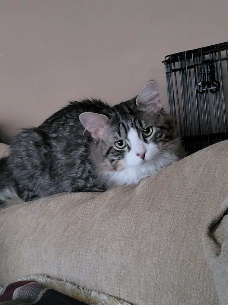 free male long-haired cat