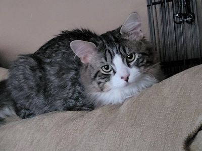 free male long-haired cat