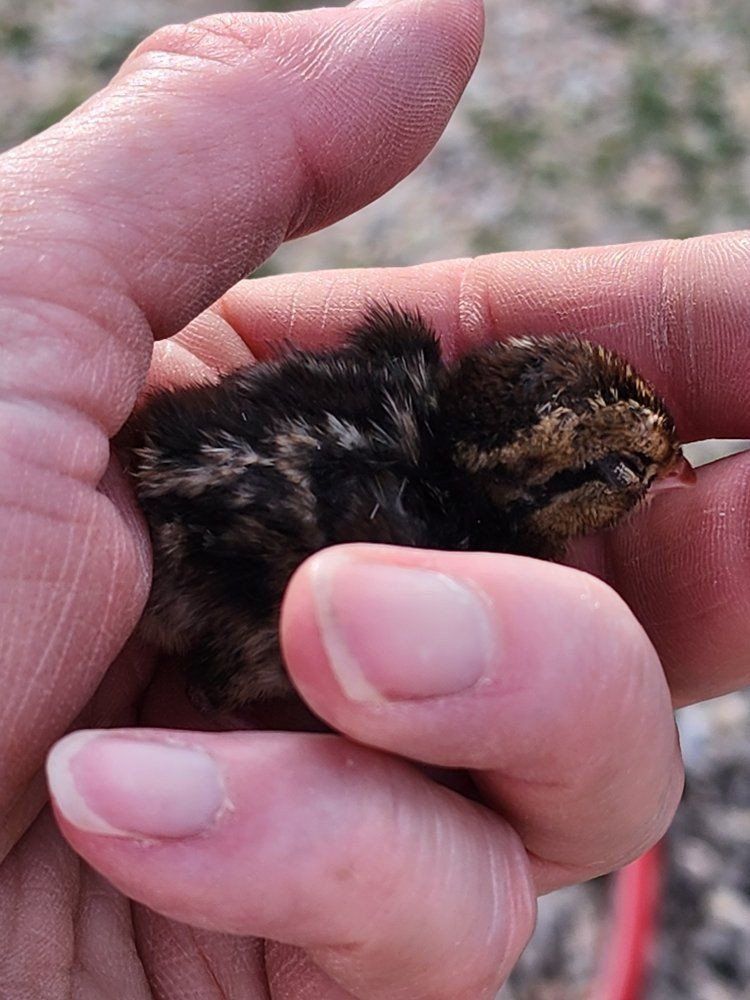Chicks - Northern Bobwhite Quail
