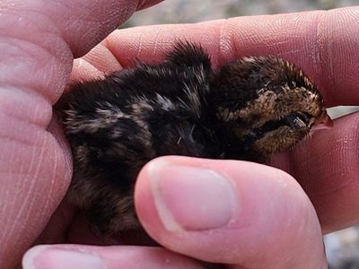 Chicks - Northern Bobwhite Quail