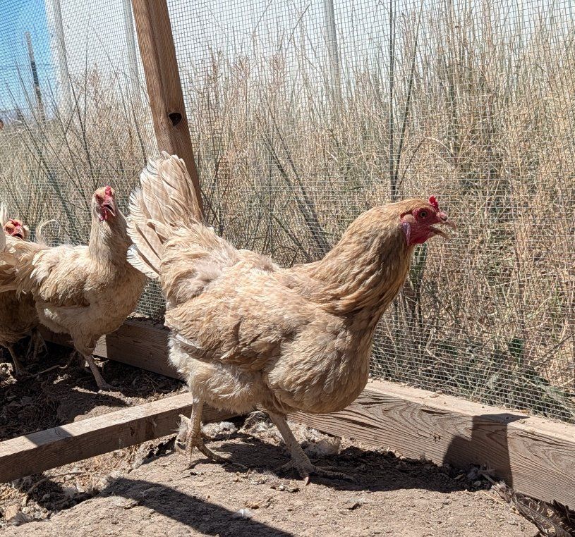 Four Pewter Blue Hens, Rare Whiting Farms Breed, Blue Eggs