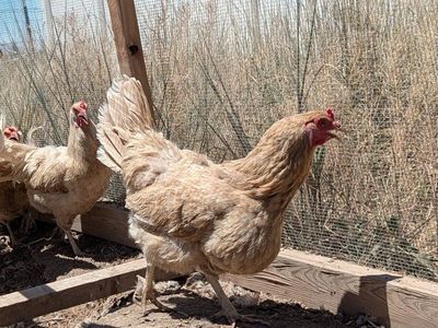Four Pewter Blue Hens, Rare Whiting Farms Breed, Blue Eggs