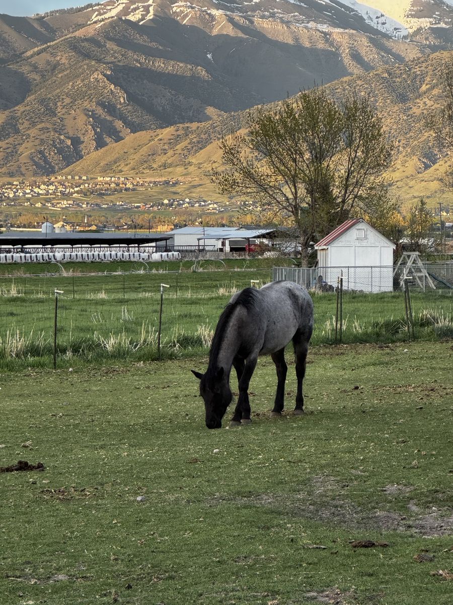 4 yo Registered Blue Roan Quarter Horse