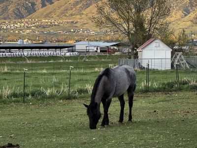 4 yo Registered Blue Roan Quarter Horse