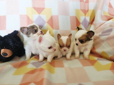 Akc Chihuahua Puppies