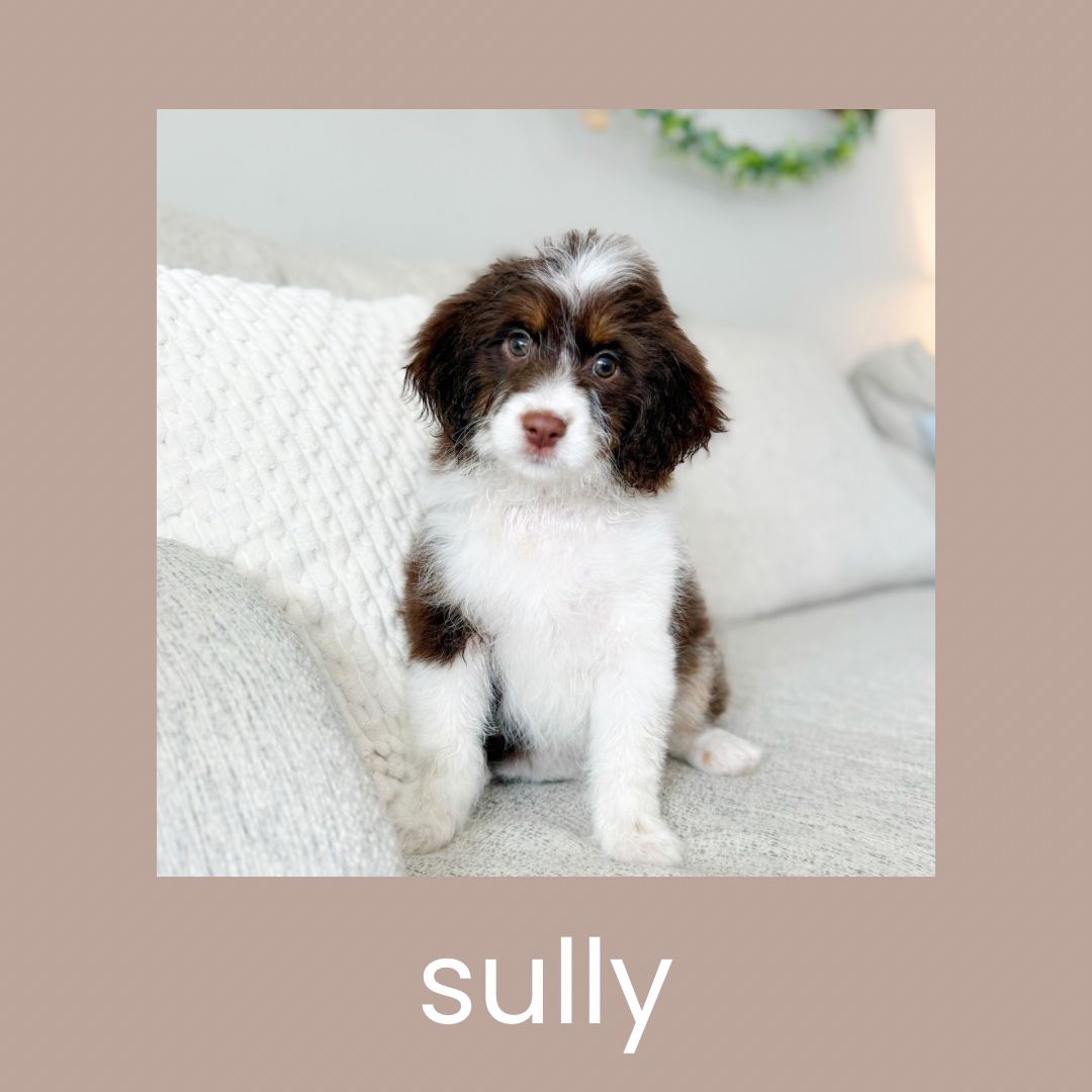 Mini Aussiedoodle Puppy * Ready To Go Home