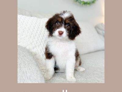Mini Aussiedoodle Puppy * Ready To Go Home
