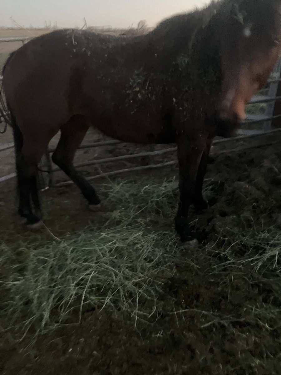 6 year old gelding