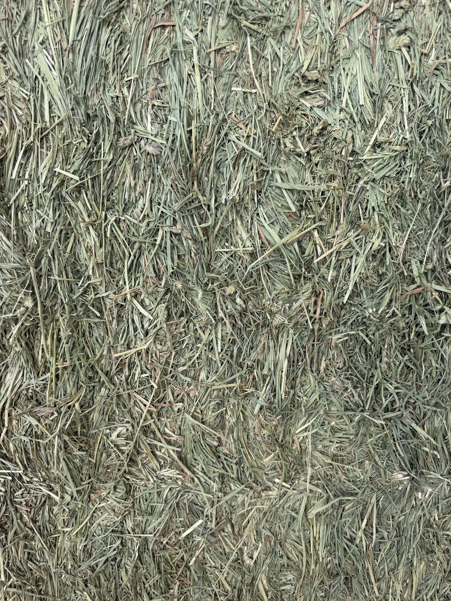 3X4 orchard grass