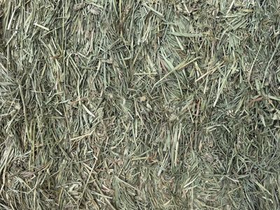 3X4 orchard grass