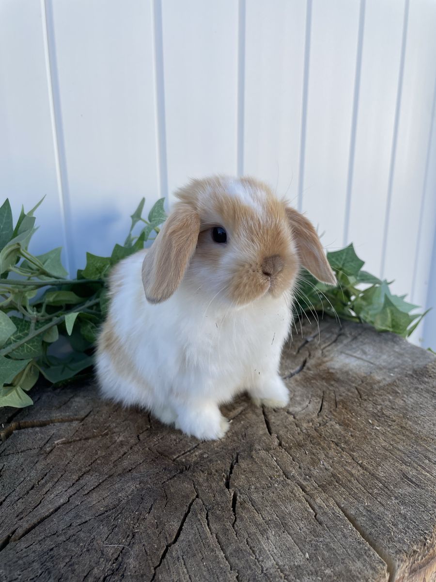 Purebred Holland Lop Boy (fully pedigreed)